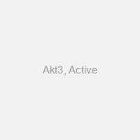 Akt3, Active